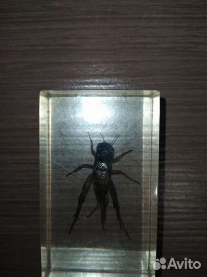 Насекомые в стекле, коллекция