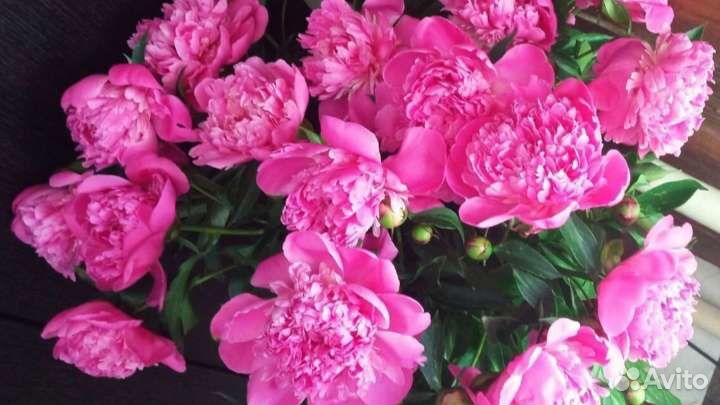 Пионы деленки