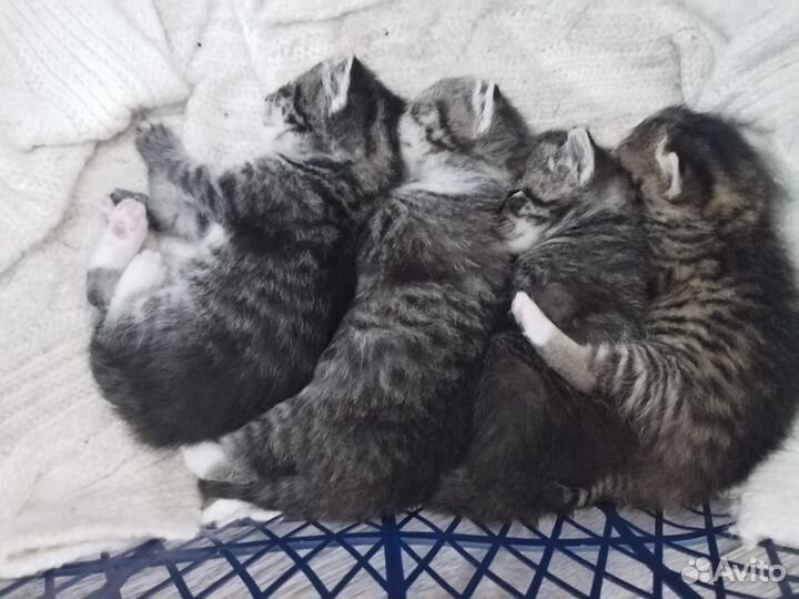 Котята в дар