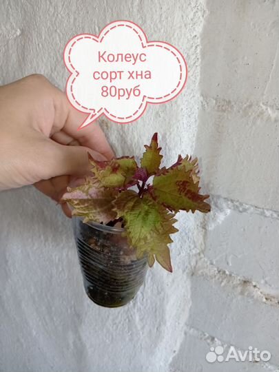 Комнатные растения разные