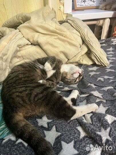 Хорошая Кошка