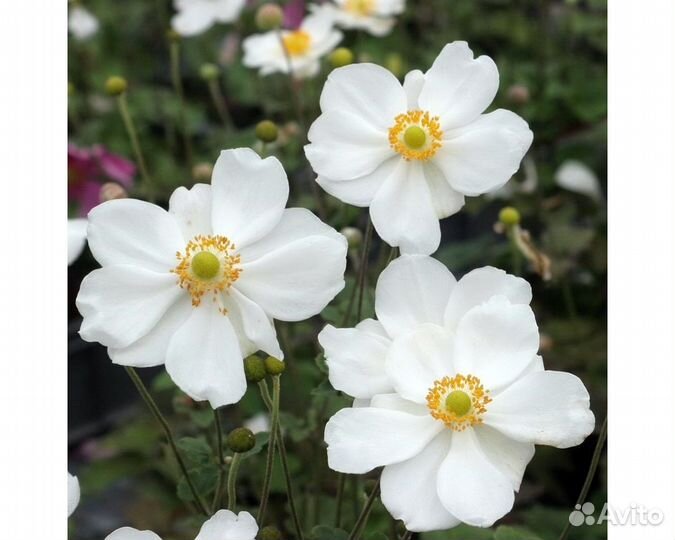 Анемона гибридная Andrea Atkinson