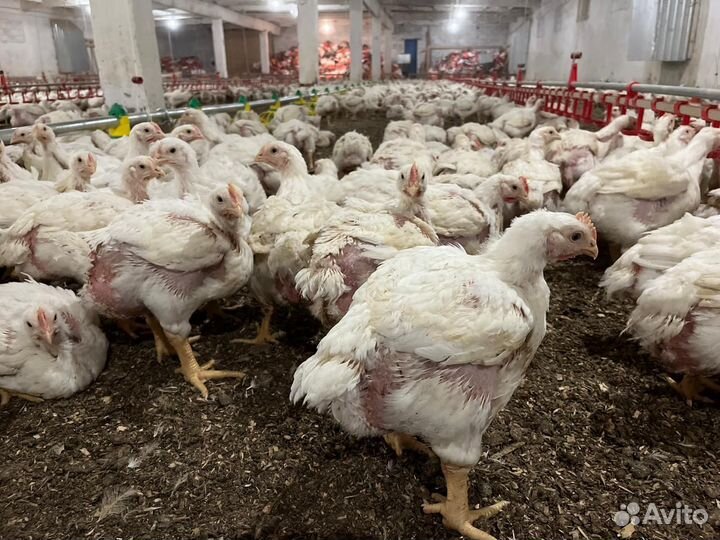 Куры бройлеры