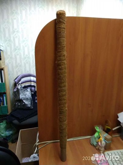 Монстера большая