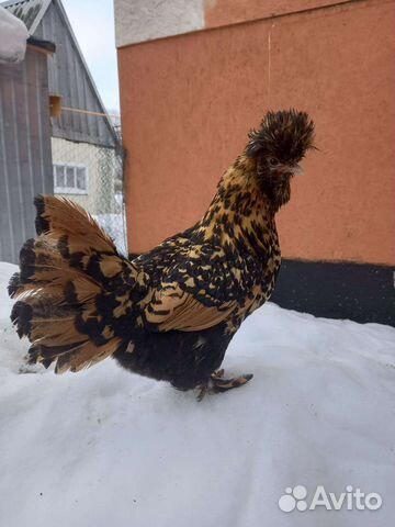 Инкубационное яйцо