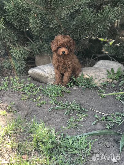 Пуделек тедди