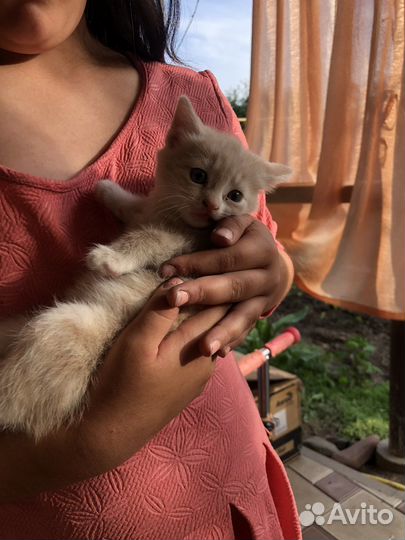 Котята от кошки мышеловки. Бесплатно