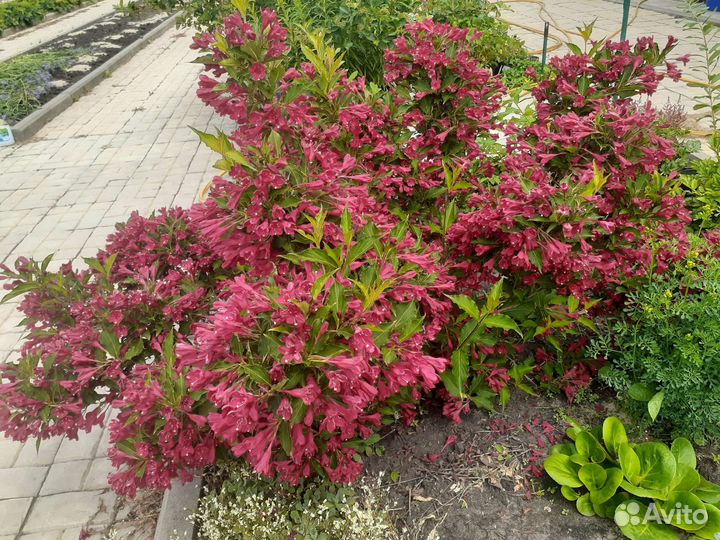 Очиток, вейгела, лён, гортензия, бадан