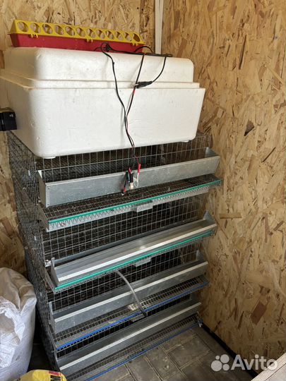 Перепелки несушки