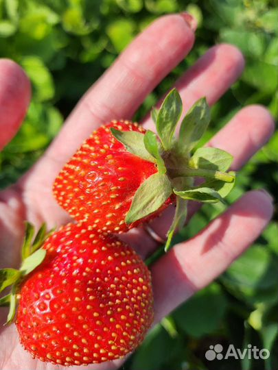 Саженцы клубники(земляники садовой крупноплодной)