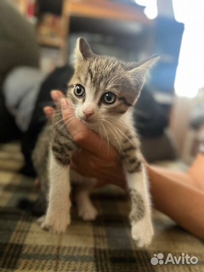 Кошечка в хорошие руки