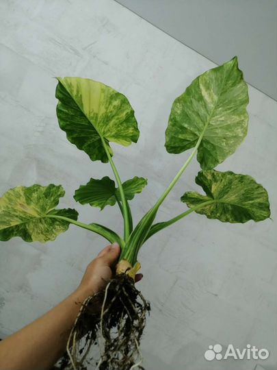 Алоказия Гагеана Ауреа (вариегатная)