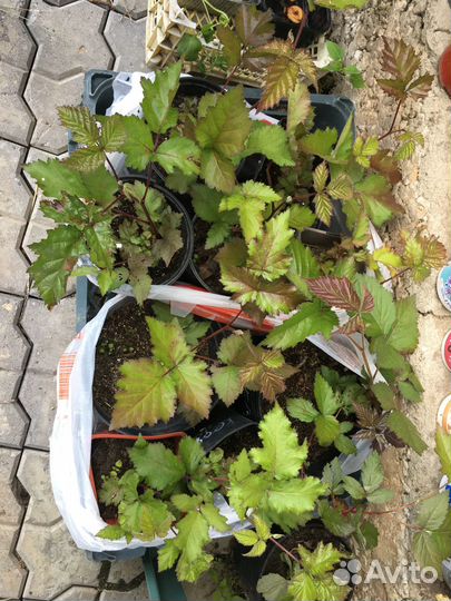 Саженцы ежевики Понка, Кеддо