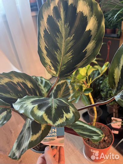 Калатея Медальон, Керховиана, триколор 12\35 см