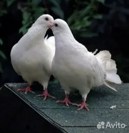 Голуби на праздники доставка Москва и область