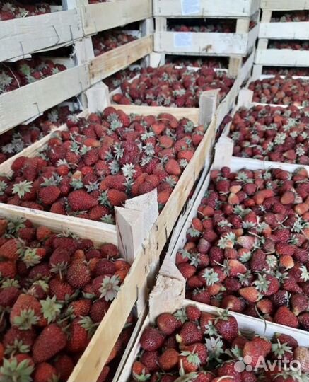 Свежая ягода Клубника Малина Ежевика Смородина