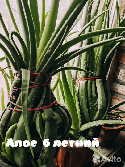 Растение алоэ
