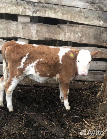 Телята бычок и телка