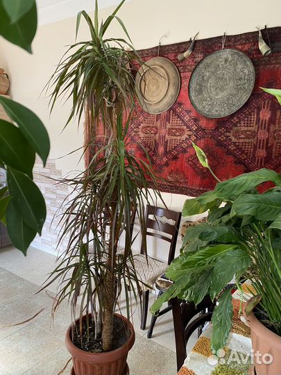 Комнатные растения большие