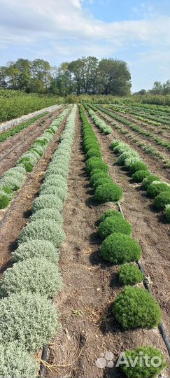 Саженцы плодовых деревьев