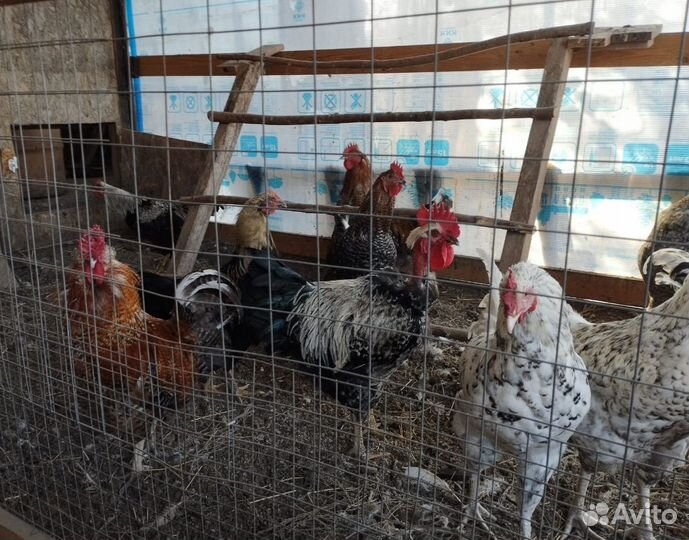 Куры петухи