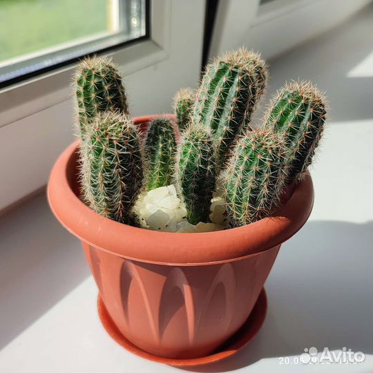 Кактусы бесплатно