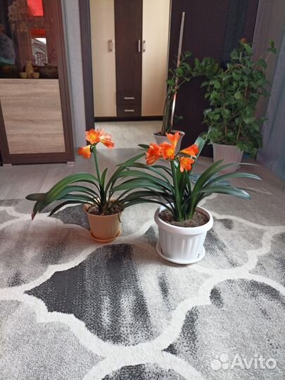 Комнатные цветы кливия