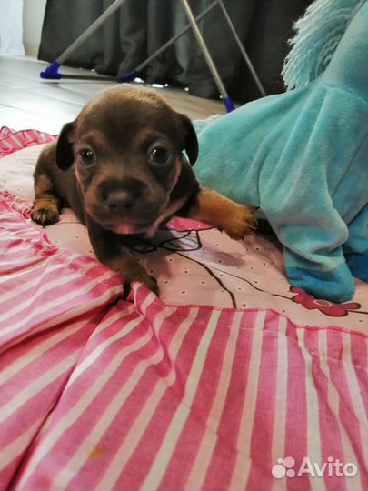 Той-терьер щенки