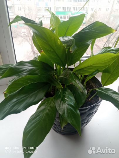 Спатифиллум