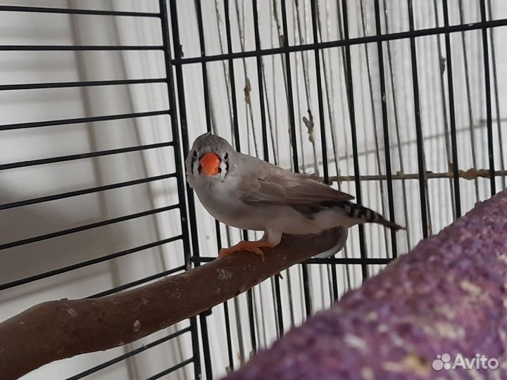 Амадины зебровые