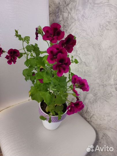 Королевская пеларгония