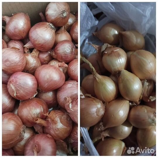 Лук семейный на посадку