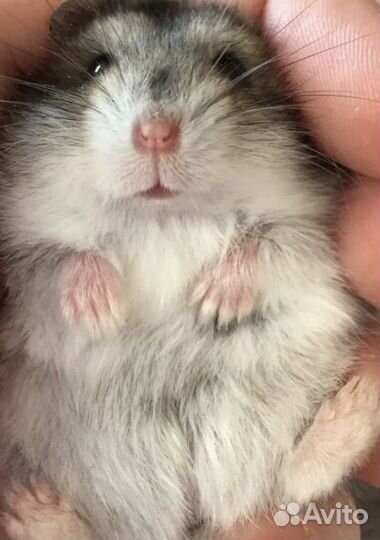 Хомяк домашний