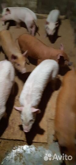 Продаются маленькие поросята