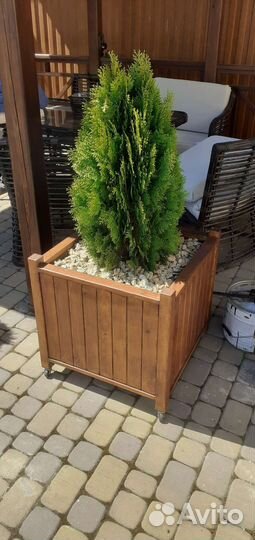 Кашпо для туи