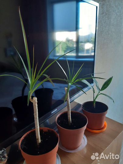 Комнатные цветы