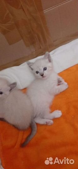 Сиамские котята