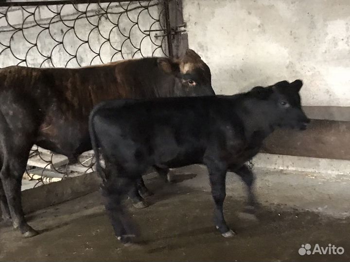 Бычок абердин