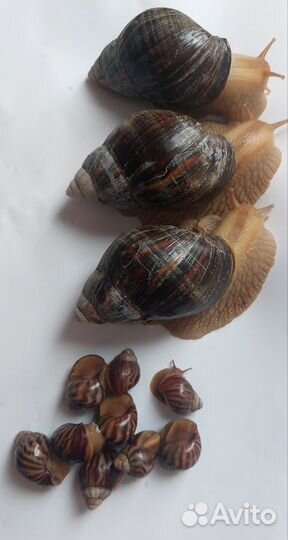 Отдам улитку