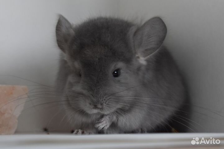 Шиншилла девочка