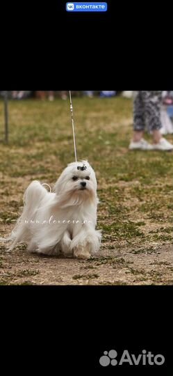 Собака для съемок в кино, рекламе, фотосессий