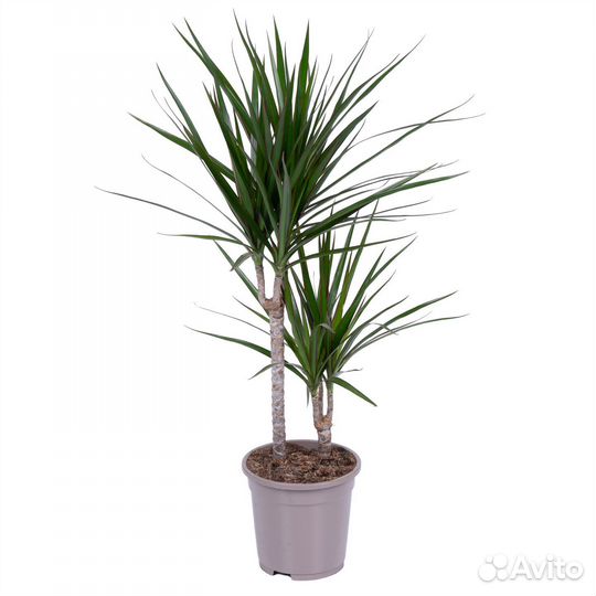 Растения для дома