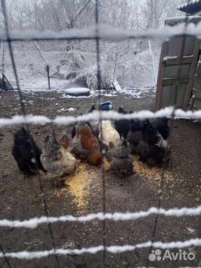 Молодые петухи