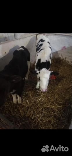 Телята бычки