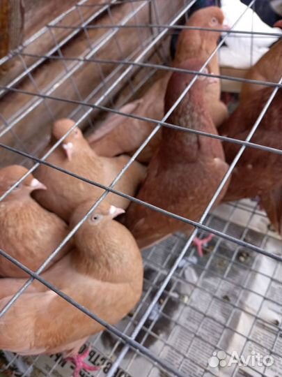 Продажа голубей