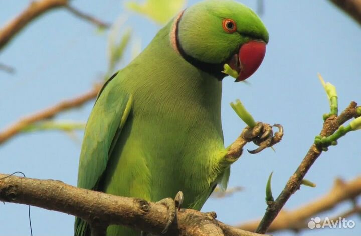 Волнистый, розелла, ожереловый