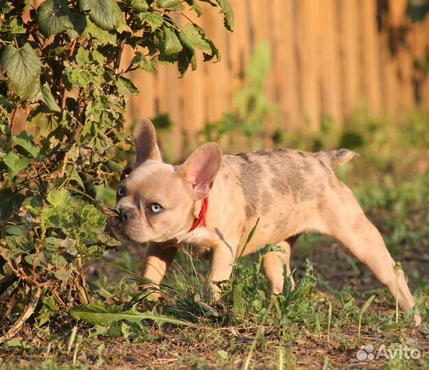 Щенок Французского бульдога мерле