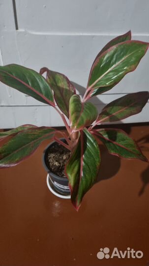 Аглаонема Ред Фаер