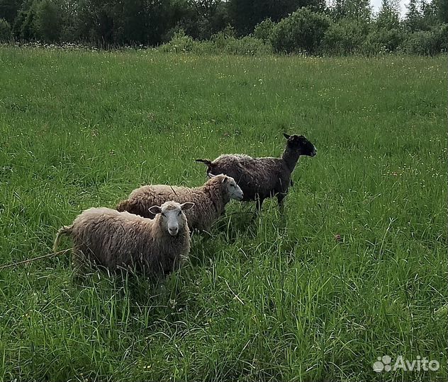 Овцы бараны