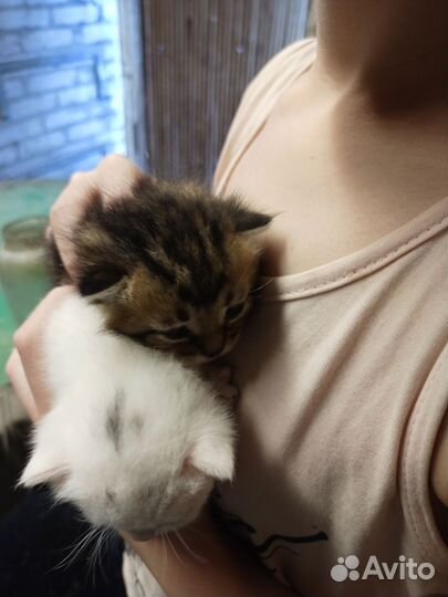 Кошки в добрые руки бесплатно